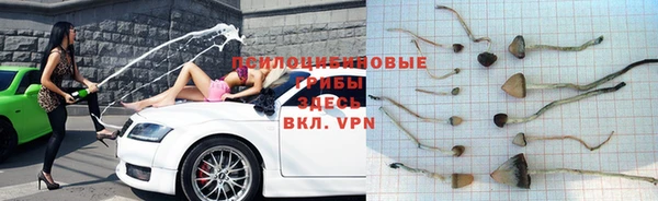 ешки Аркадак